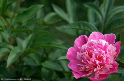 花開時(shí)節(jié)動(dòng)京城 牡丹的華美與芳魂