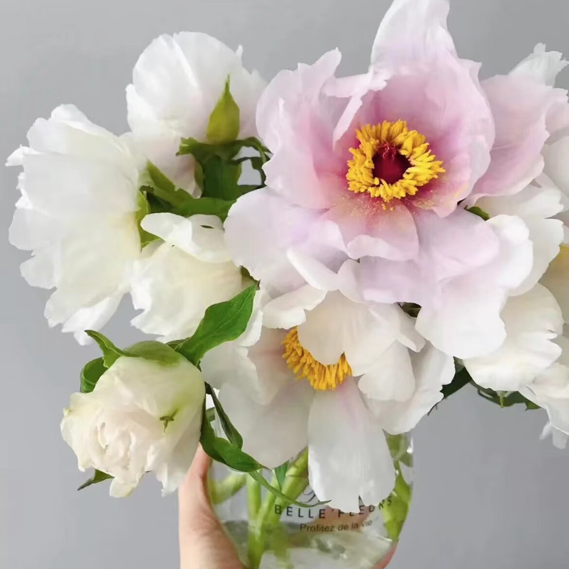 芍藥牡丹的凝望 不只是挽留花期，更是時(shí)光中優(yōu)雅的安排