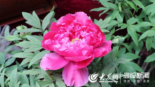 新春走基層⑧ 巧用“催花術” 助力鄉村振興，菏澤牡丹在全國“爭春”的故事