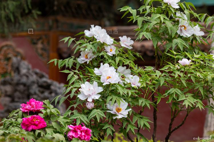 御苑花開 北京故宮御花園牡丹盛景與百年記憶